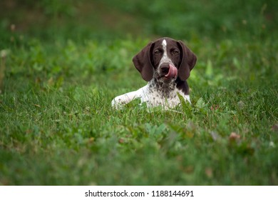 German Shorthaired Pointer Images Stock Photos Vectors