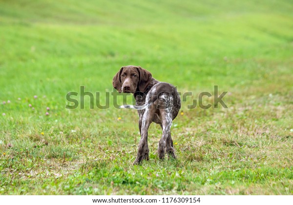 German Shorthaired Pointer Kurtshaar One Spotted Stock Photo Edit