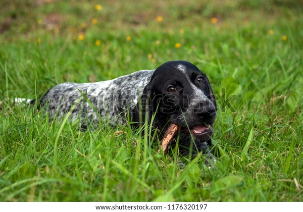 German Shorthaired Pointer Kurtshaar One Black Stock Photo Edit