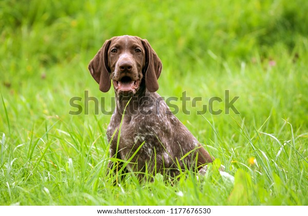 German Shorthaired Pointer German Kurtshaar One Stock Photo Edit