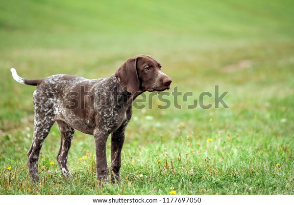 German Shorthaired Pointer German Kurtshaar One Stock Photo Edit