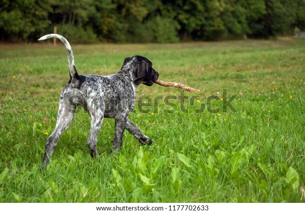 German Shorthaired Pointer German Kurtshaar One Stock Photo Edit