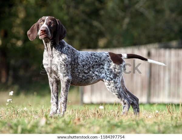 German Shorthaired Pointer German Kurtshaar One Stock Photo Edit