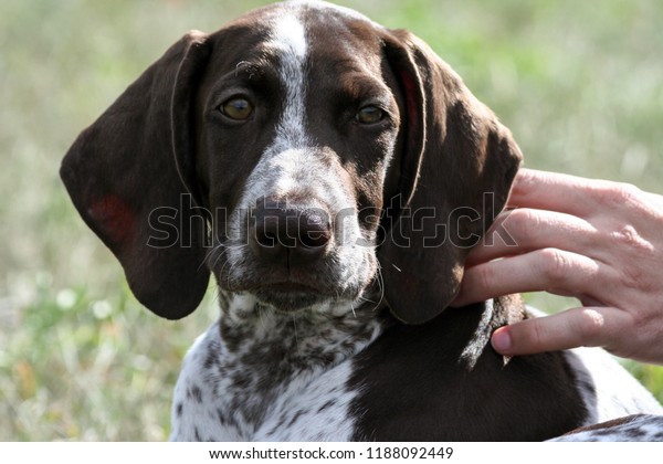 German Shorthaired Pointer Kurtshaar One Brown Stock Photo Edit