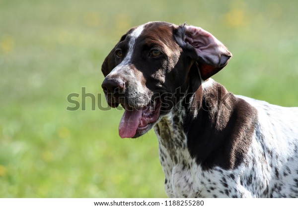 German Shorthaired Pointer German Kurtshaar One Stock Photo Edit