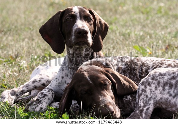 German Shorthaired Pointer German Kurtshaar Two Stock Photo Edit