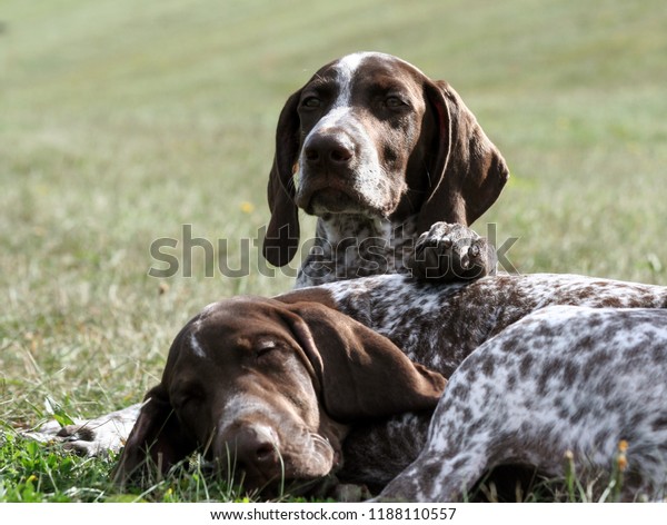 German Shorthaired Pointer Kurtshaar Two Brown Stock Photo Edit