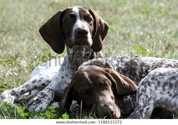 German Shorthaired Pointer Kurtshaar Two Brown Stock Photo Edit