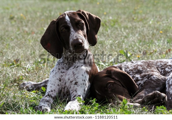 German Shorthaired Pointer Kurtshaar Two Brown Stock Photo Edit