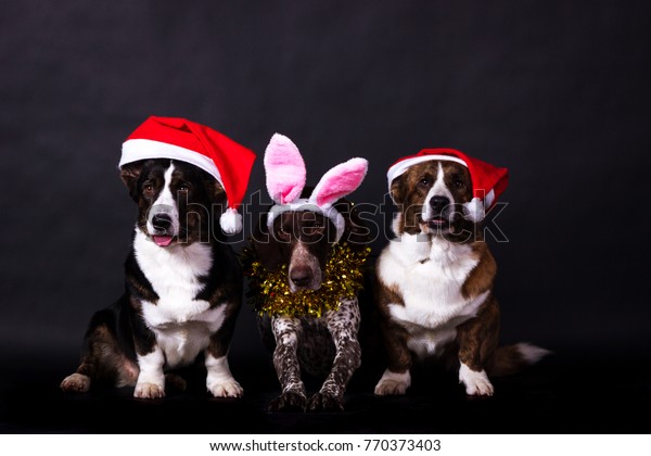 German Shorthaired Pointer Kurzhaar Bunny Ears Stock Photo Edit