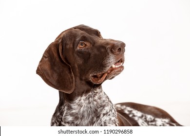 German Shorthaired Pointer - Kurzhaar Puppy Dog Isolated On White Studio Background