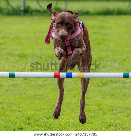 A German Shorthaired Pointer leaps over a bar at his agility training class