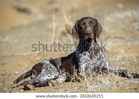 German shorthaired pointer lying in open field watching far away