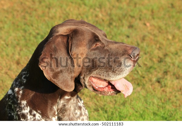 German Shorthaired Pointer Male Six Years Stock Photo Edit Now