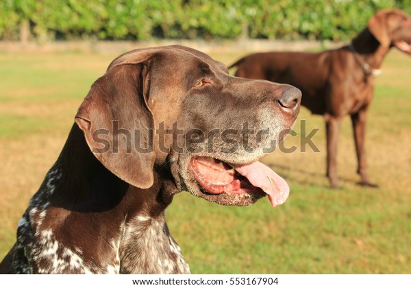 German Shorthaired Pointer Male Six Years Stock Photo Edit Now