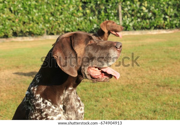 German Shorthaired Pointer Male Six Years Stock Image Download Now