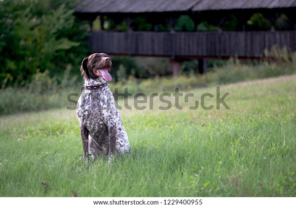 German Shorthaired Pointer Medium Large Sized Stock Photo Edit