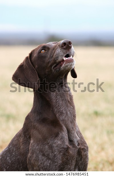 German Shorthaired Pointer Medium Large Sized Stock Photo Edit