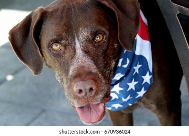 German Shorthaired Pointer Mix With American Flag Bandana