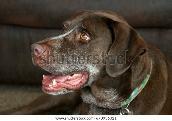 German Shorthaired Pointer Mix Panting Stock Photo Edit Now