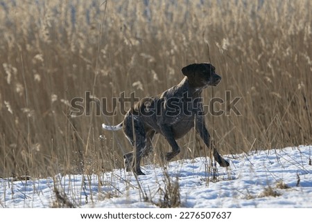 German Shorthaired Pointer n the field