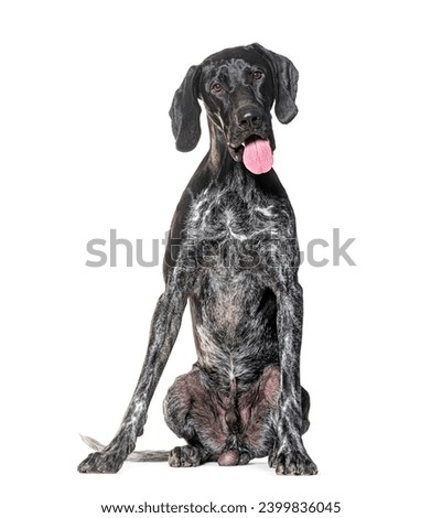 German Shorthaired Pointer Panting, isolated on white