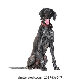 German Shorthaired Pointer Panting, wearing a collar, isolated on white