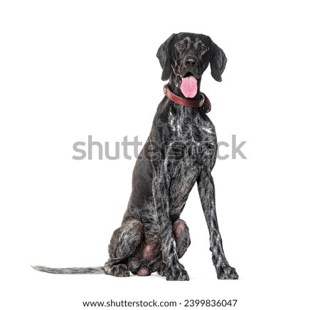 German Shorthaired Pointer Panting, wearing a collar, isolated on white