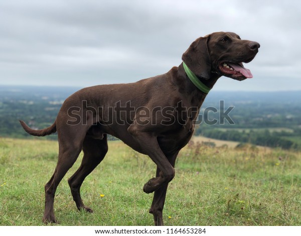 German Shorthaired Pointer Pointing Stock Photo Edit Now 1164653284