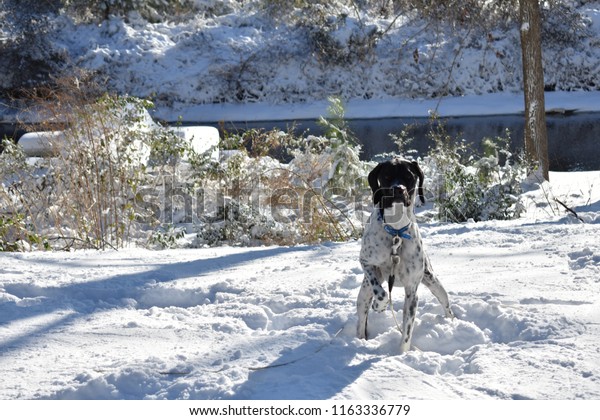 German Shorthaired Pointer Pointing Snow Stock Photo Edit Now