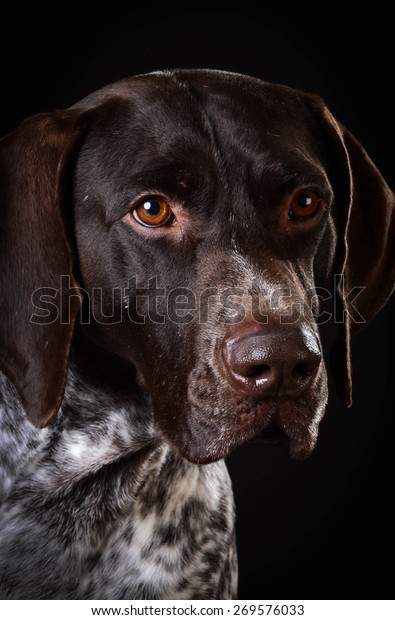 German Shorthaired Pointer Portrait On Black Stock Photo Edit Now