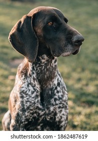 German Shorthaired Pointer Portrait Outdoor Stock Photo 1862487619 ...