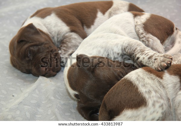 German Shorthaired Pointer Puppies 18 Days Stock Photo Edit Now