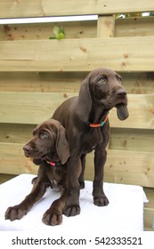 solid liver german shorthaired pointer