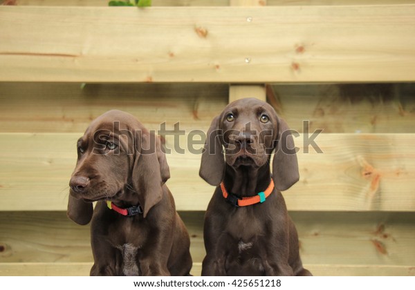 German Shorthaired Pointer Puppies 8 Weeks Stock Photo Edit Now