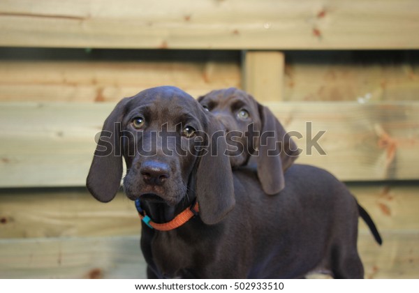 German Shorthaired Pointer Puppies 8 Weeks Royalty Free Stock Image