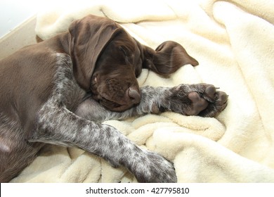 German Shorthaired Pointer Puppy, 10 Weeks Old