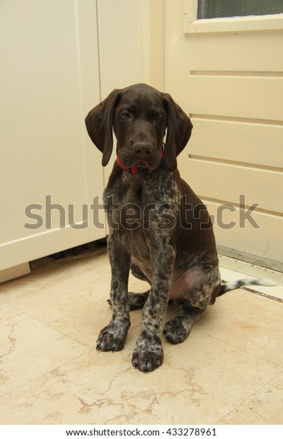 German Shorthaired Pointer Puppy 10 Weeks Stock Image Download Now