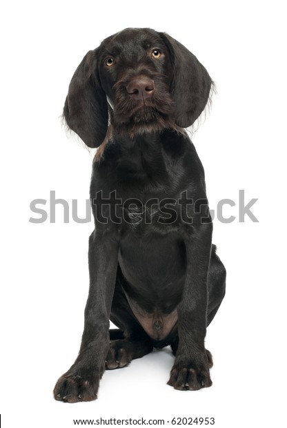 German Shorthaired Pointer Puppy 3 Months Stock Photo Edit Now