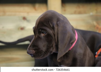 german shorthair puppy pictures