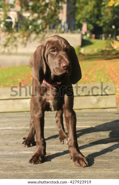 German Shorthaired Pointer Puppy 9 Weeks Stock Photo Edit Now