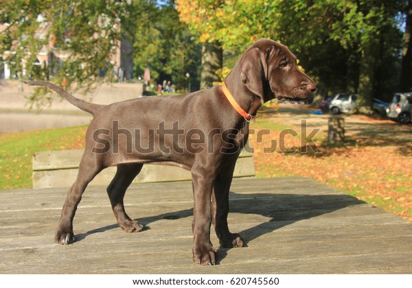 German Shorthaired Pointer Puppy 9 Weeks Stock Photo Edit Now