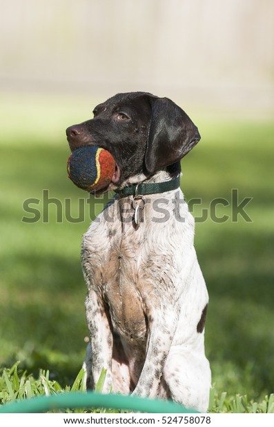 German Shorthaired Pointer Puppy Ball Stock Photo Edit Now 524758078