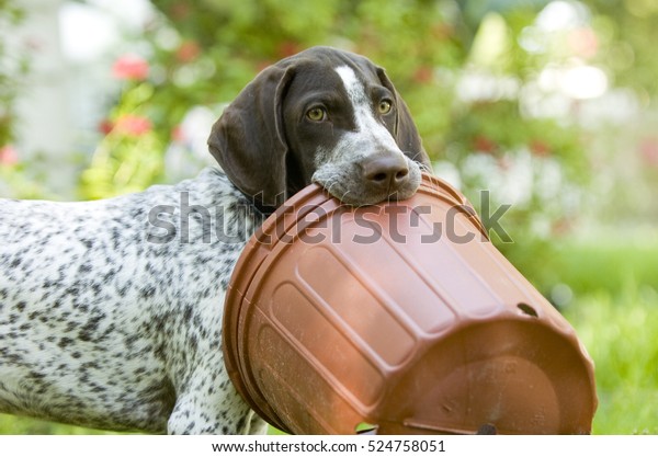 German Shorthaired Pointer Puppy Bucket Stock Photo Edit Now