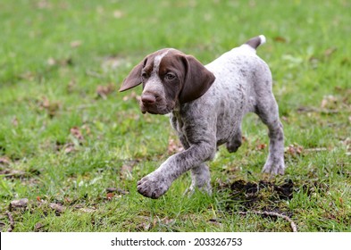 German Shorthaired Pointer Puppy Images Stock Photos Vectors Shutterstock