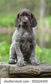 German Shorthaired Pointer Puppy Sitting On A Log