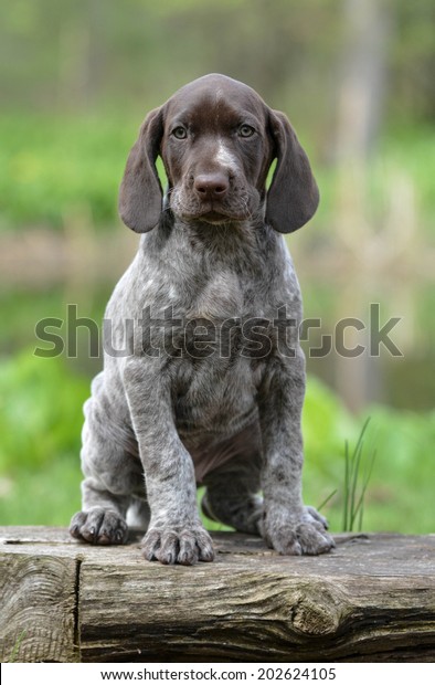 German Shorthaired Pointer Puppy Sitting On Animals Wildlife