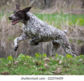 Royalty Free German Shorthaired Pointer Stock Images Photos