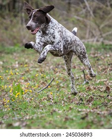 Royalty Free German Shorthaired Pointer Stock Images Photos