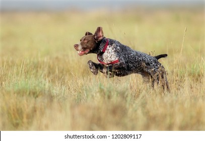 Royalty Free Pointer Dog Stock Images Photos Vectors Shutterstock